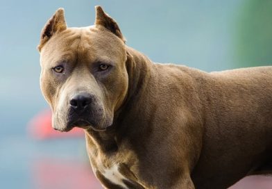 Tragedia: un jubilado quiso separar a dos perros pitbull que peleaban, lo mordieron y murió desangrado
