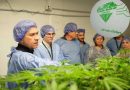 Una empresa chaqueña exportará cannabis sativa 100 % medicinal a Nueva Zelanda