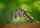 Prevén aumento de casos de Dengue por el fenómeno de “El Niño”