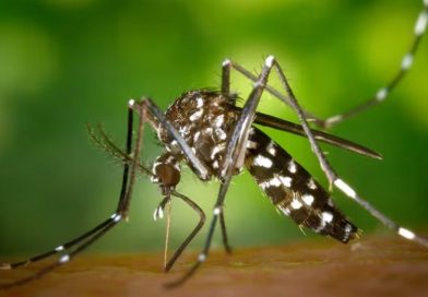 Prevén aumento de casos de Dengue por el fenómeno de “El Niño”