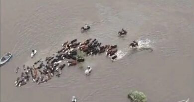 Vacas con el agua al cuello: la crisis hídrica se agrava antes del pico de El Niño