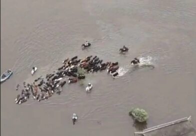 Vacas con el agua al cuello: la crisis hídrica se agrava antes del pico de El Niño