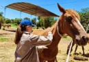 El Niño puso en alerta a la Fundación Libera: piden colaboración para levantar el predio y construir refugios para los caballos rescatados