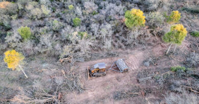 Advierten que más de 73.000 hectáreas fueron deforestadas en el norte argentino