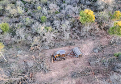 Advierten que más de 73.000 hectáreas fueron deforestadas en el norte argentino